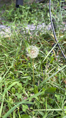 Taraxacum erythrospermum