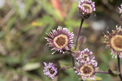 Erigeron acris