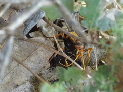 Cryptocheilus annulatus