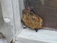 Myotis