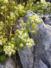 Cochlearia groenlandica