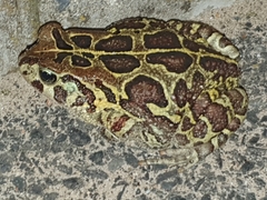 Sclerophrys pantherina