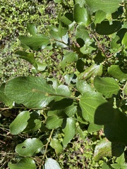 Ceanothus velutinus