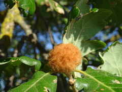 Andricus theophrasteus