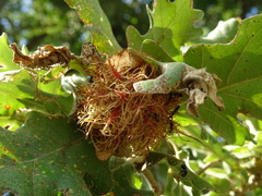 Andricus caputmedusae