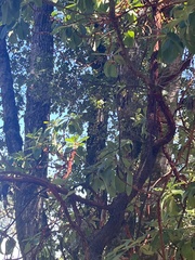 Arbutus menziesii