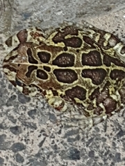 Sclerophrys pantherina