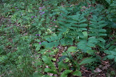 Astragalus glycyphylloides