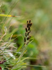 Omalotheca norvegica