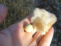 Andricus theophrasteus