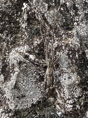 Tetragnathidae