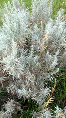 Artemisia filifolia