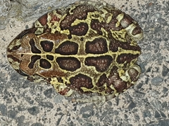 Sclerophrys pantherina