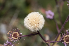 Erigeron acris