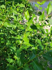 Salix eriocephala