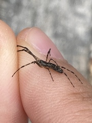 Tetragnathidae