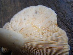 Lactarius maculatipes