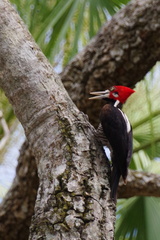 Campephilus melanoleucos