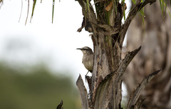 Mimus saturninus