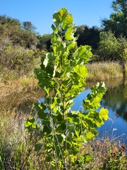 Platanus
