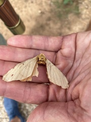 Pachysphinx occidentalis