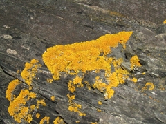 Xanthoria