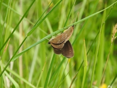 Aphantopus hyperantus