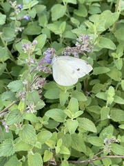 Pieris rapae