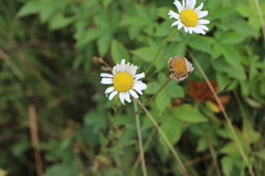 Leucanthemum vulgare