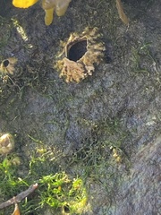 Semibalanus balanoides