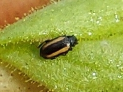 Phyllotreta