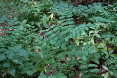 Astragalus glycyphylloides