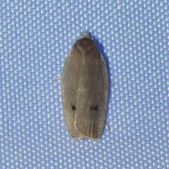 Antaeotricha osseella