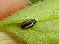 Phyllotreta