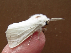 Spilosoma congrua