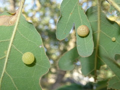 Cynips quercus