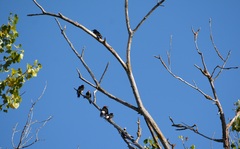 Melanerpes formicivorus