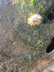 Semibalanus balanoides