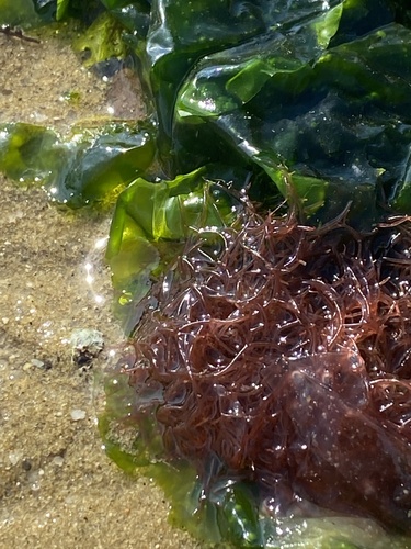 Lomentaria baileyana observed 2022-08-24