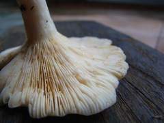 Lactarius maculatipes