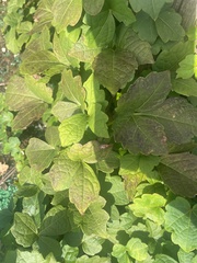 Parthenocissus quinquefolia