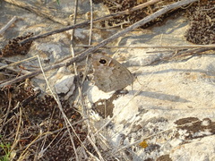 Hipparchia statilinus