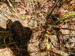 Drosera intermedia