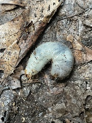 Osmoderma eremicola