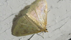 Pyraustini