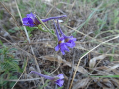 Delphinium halteratum