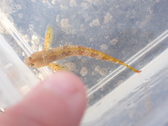 Coryphoblennius galerita