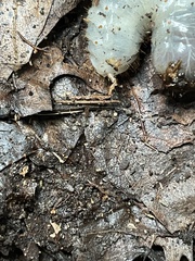 Osmoderma eremicola