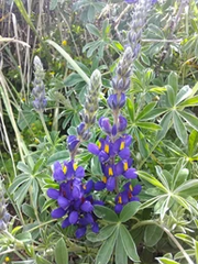 Lupinus mutabilis