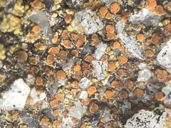Xanthocarpia feracissima